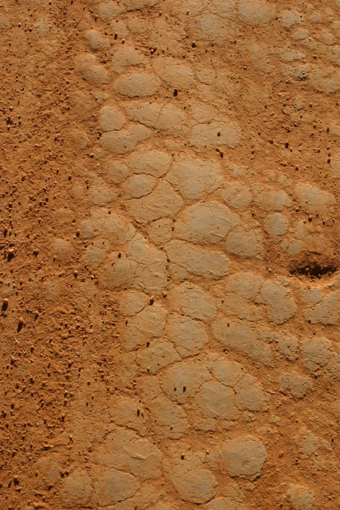 Fissures de dessiccation dans un sol argileux